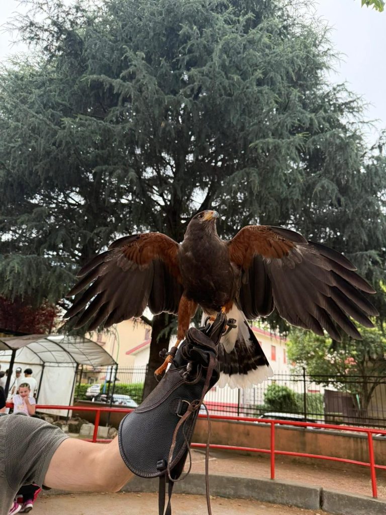 Colleferro, successo per “Amici del Vento”: rapaci protagonisti di una giornata dedicata alla natura