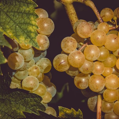 San Cesareo, la 56ª Sagra dell’Uva chiude settembre